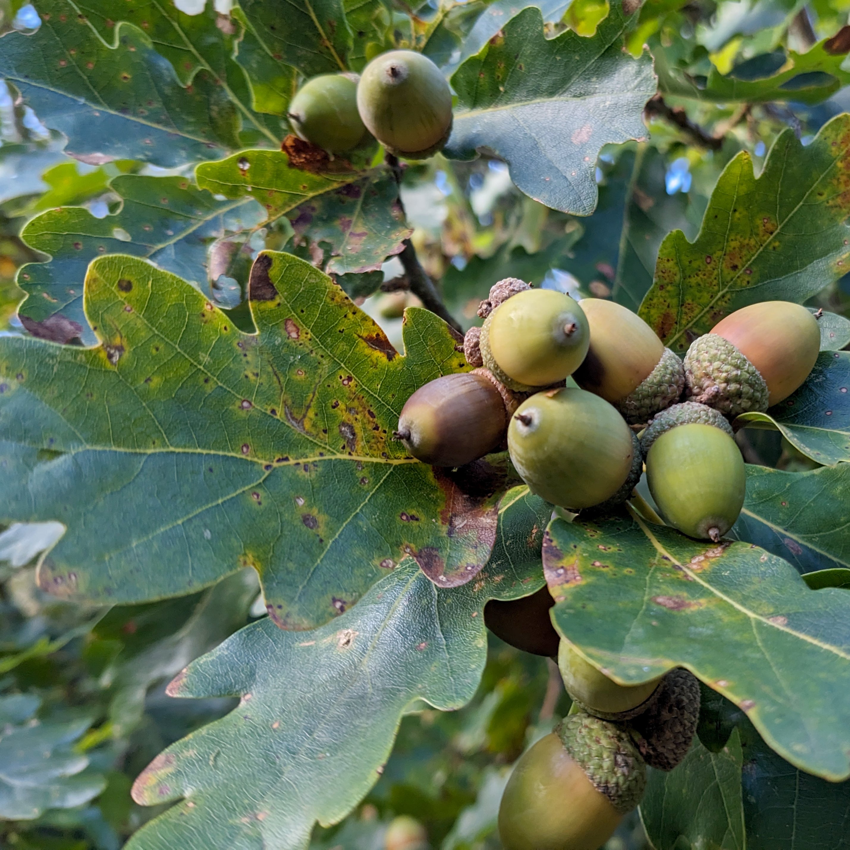 Close-up of green and brown acorns attached to oak leaves in a natural outdoor setting.