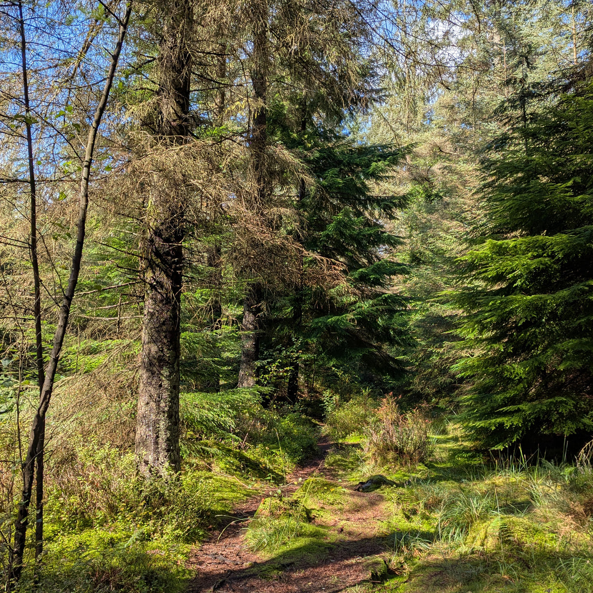A sunlit forest path winding through tall evergreen trees and mossy undergrowth.
