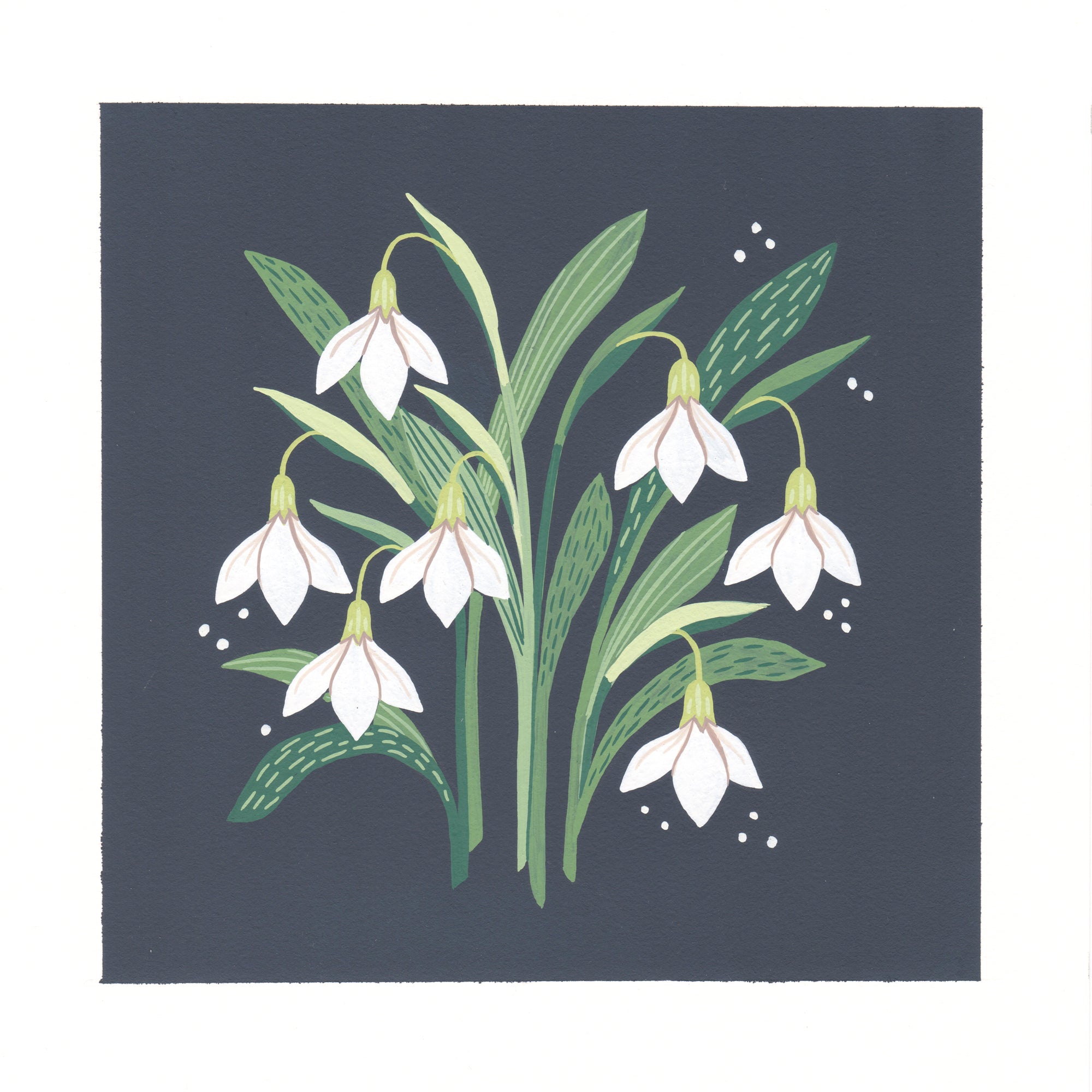 A botanical art print featuring white snowdrops with green leaves on a dark navy blue square background, surrounded by a white border.